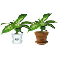 Tropical Plant / Dieffenbachia Compacta in Pot